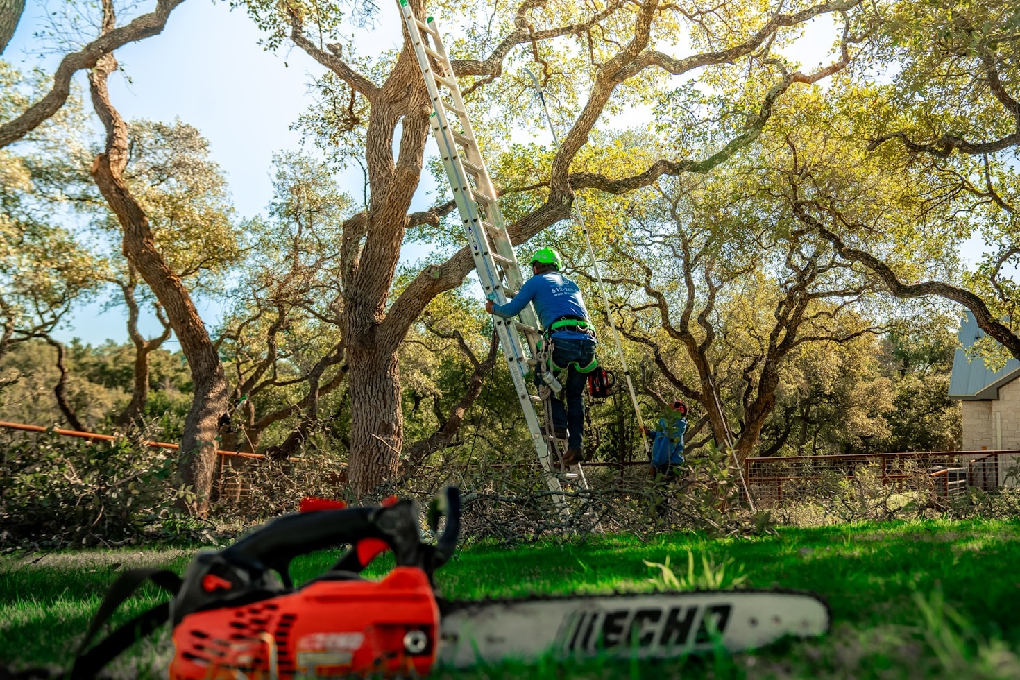 When Is The Best Time To Prune Your Trees