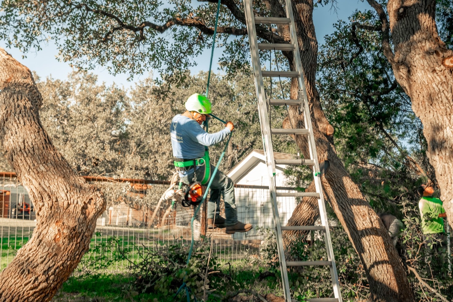Top Signs Your Trees Need Professional Help