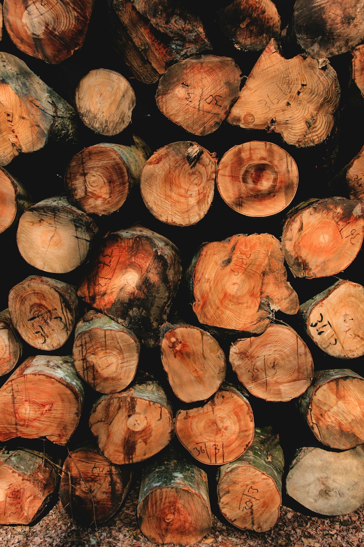 How Proper Trimming Boosts Your Property Value
