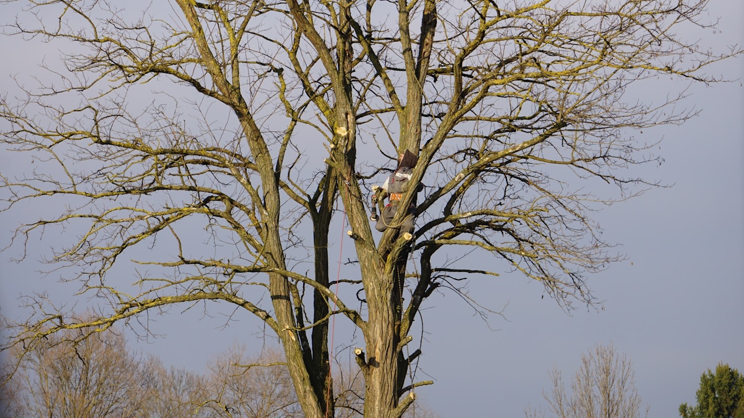 Common Tree Diseases Found In Boerne Landscapes