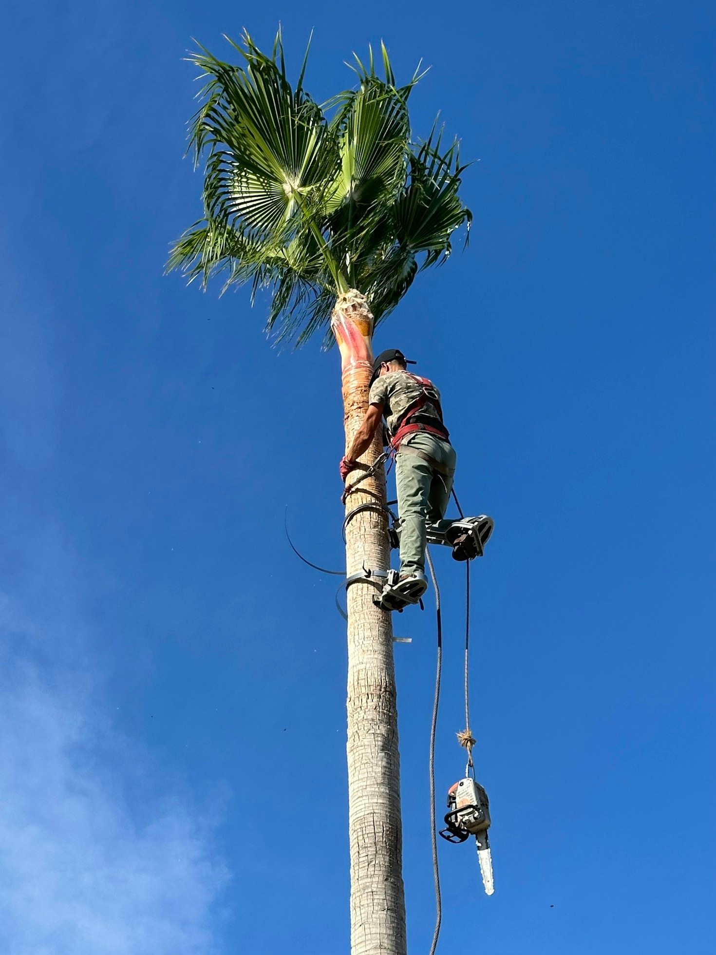 How To Keep Your Trees Healthy Throughout Summer